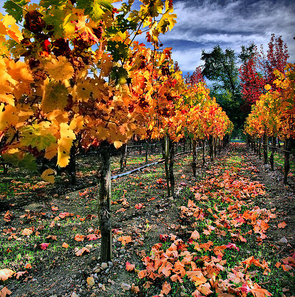 Wedding Decoration Ideas Using The Fall Colors Of Nature