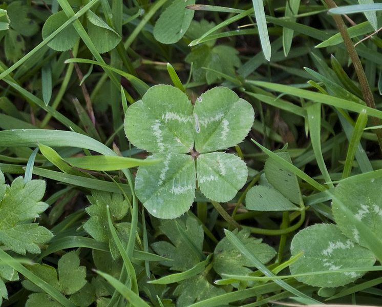 Think about putting a fun twist on your theme party with a good luck theme