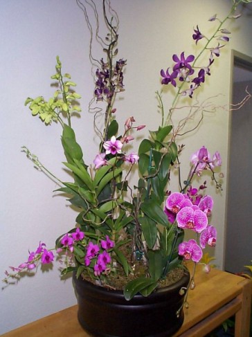Wedding Party Photo Gallery Orchid Arrangement 