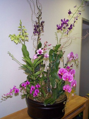 Wedding Party Photo Gallery Orchid Arrangement Orchid Arrangement 