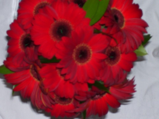 A beautiful red bridal bouquet that features Red Gerbera Daisies makes for a