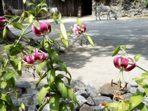 Zoo Wedding