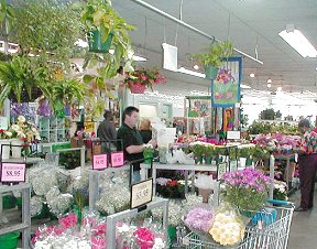 Wholesale & Retail Flowers