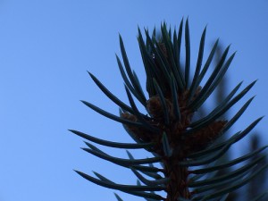 wedding-pine-tree1