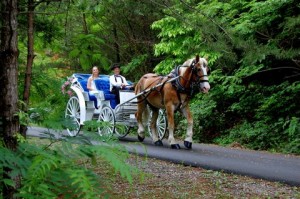 Bride Arriving on Horse Drawn Carriage