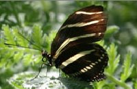 Beautiful Butterfly Ready For Release