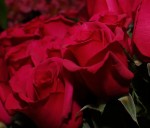 Beautiful Red Roses