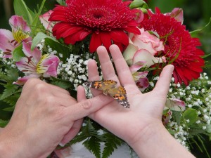 Wedding Butterflies