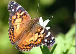 Painted Lady Butterfly