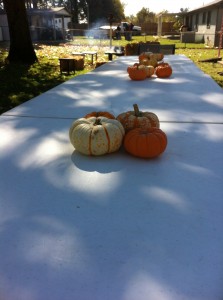 Fall Pumpkin Centerpieces