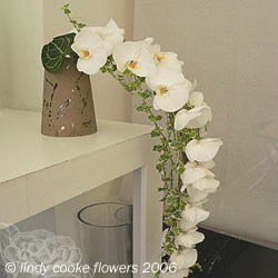 Dendrobium Orchids