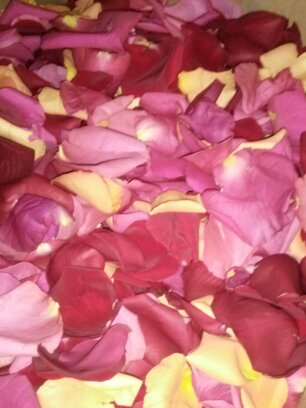 Rose Petals