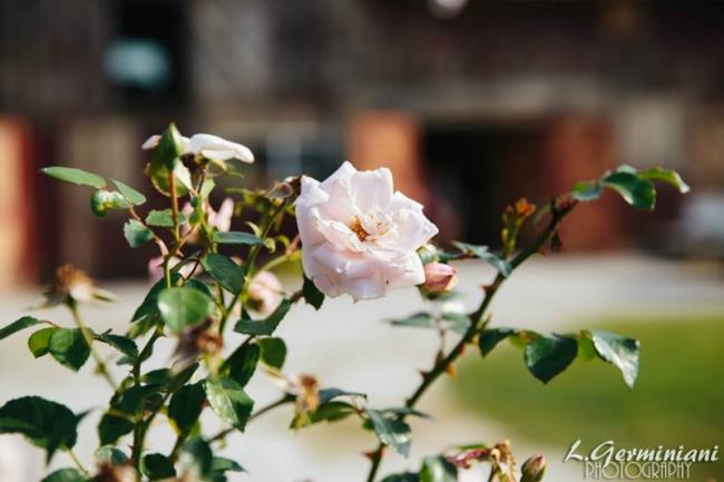 Roses At The Civil War Ranch