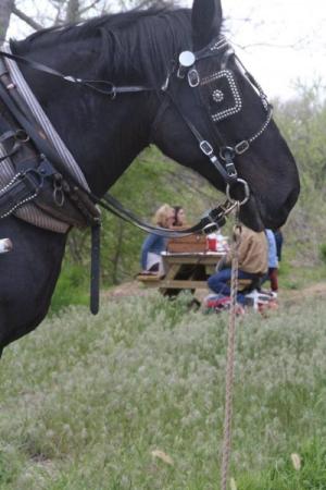 Picnic Carriage Rides