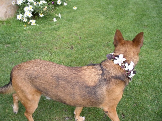 Dog Collar Embellished with Wedding Flowers