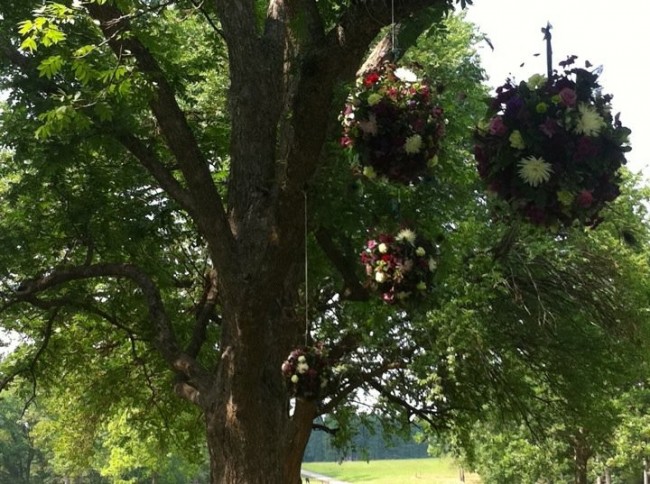 Large Flower Balls Hanging From The Tree