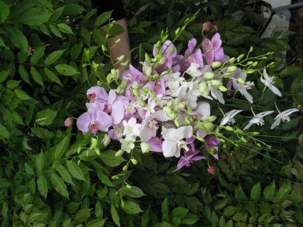 Orchid Bridal Bouquet