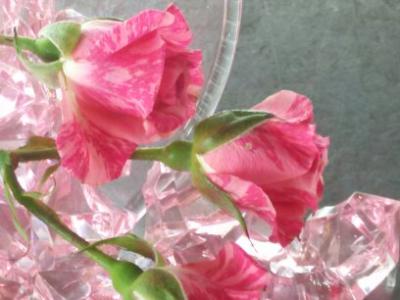 Beautiful Pink Flowers