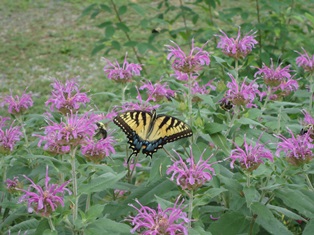 Beebalms and Butterflies