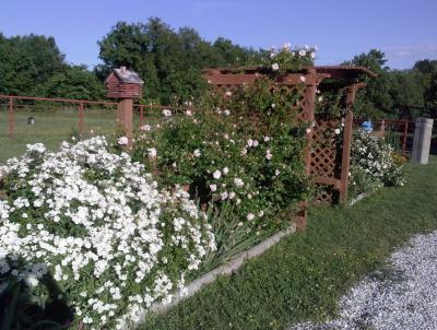 Flower Beds and Rose Arbor
