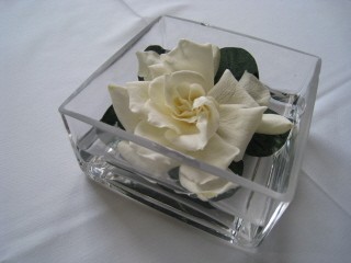 Floating Gardenia